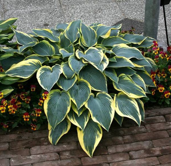 Hosta Valley's Glacier