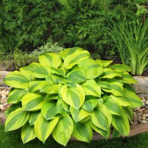Hosta Velvet Moon