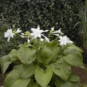 Hosta Venus