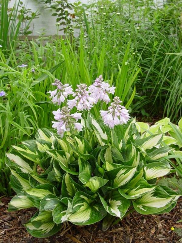 Hosta Whirlwind