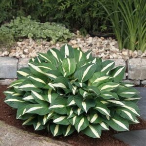 Hosta White Bikini