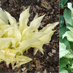 Hosta White Feather