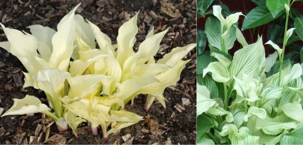 Hosta White Feather