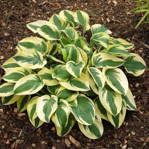 Hosta Wide Brim