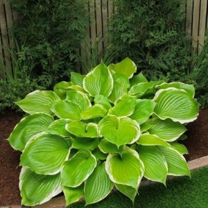 Hosta Wintersnow