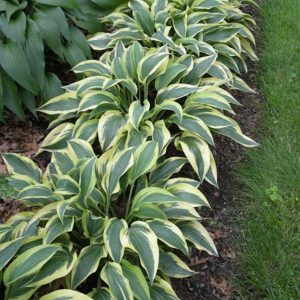 Hosta Wolverine
