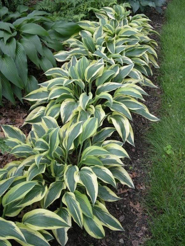 Hosta Wolverine