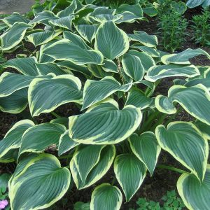 Hosta Yellow River