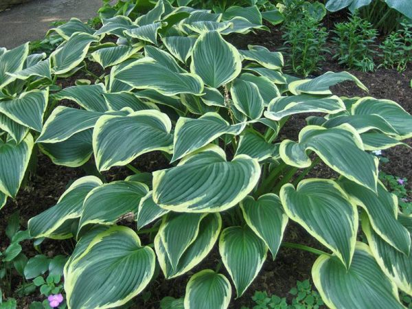 Hosta Yellow River