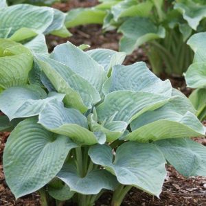 Hosta sieboldiana Elegans
