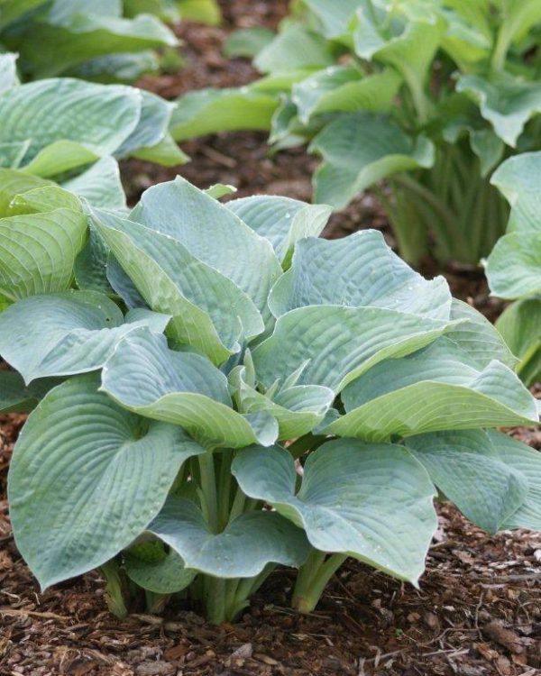 Hosta sieboldiana Elegans