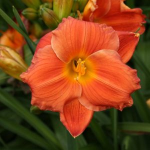 Hemerocallis House of Orange