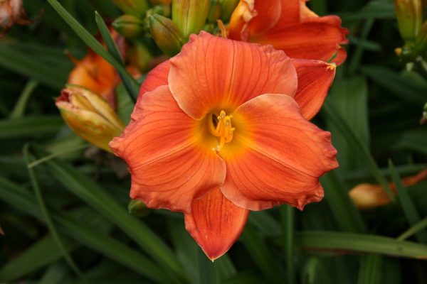 Hemerocallis House of Orange