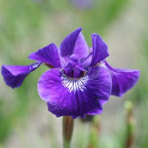 Iris sibirica Hubbard