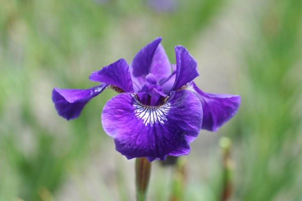 Iris sibirica Hubbard