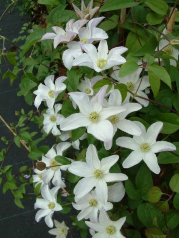 Clematis Huldine
