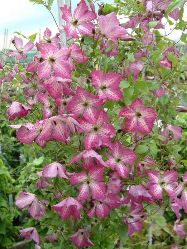 Clematis I Am Happy®