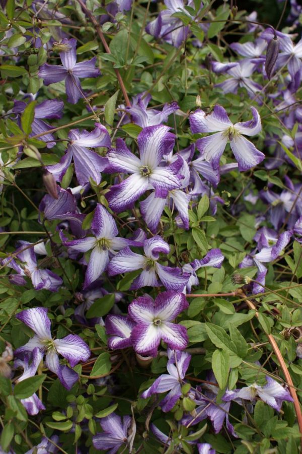 Clematis I Am Lady Q®