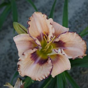 Hemerocallis I See You
