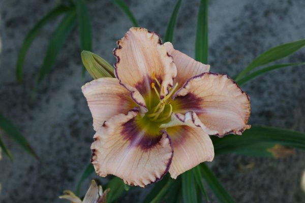 Hemerocallis I See You