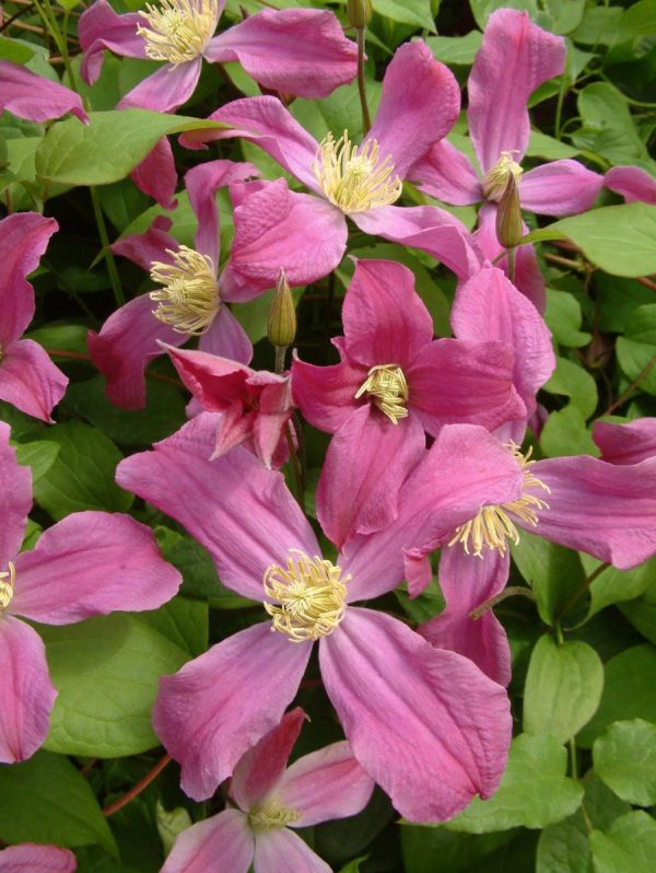 Clematis Inspiration®