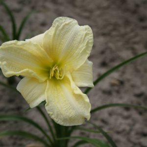 Hemerocallis Ice Carnival