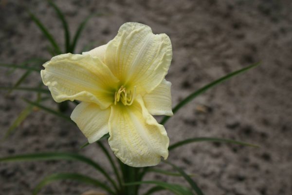 Hemerocallis Ice Carnival