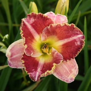 Hemerocallis Ida's Magic