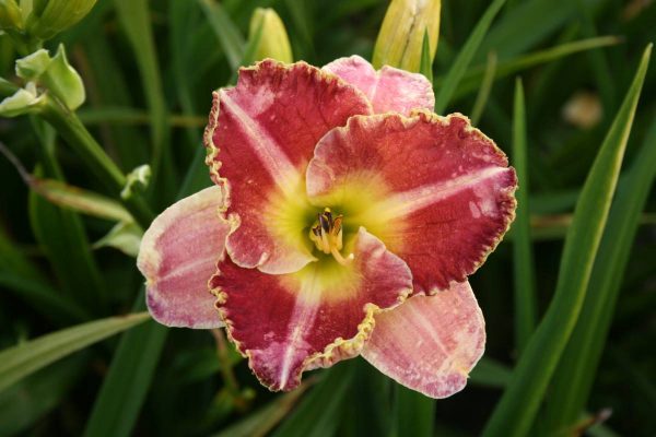 Hemerocallis Ida's Magic