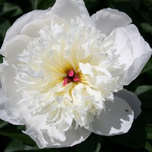 Paeonia  Immaculée