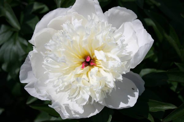 Paeonia  Immaculée