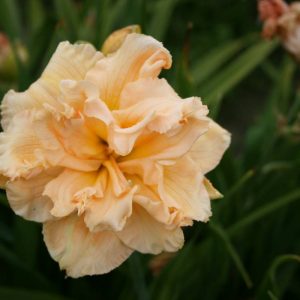 Hemerocallis In Excess
