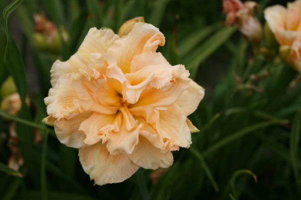 Hemerocallis In Excess