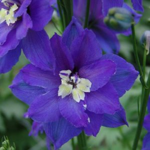 Delphinium elatum Series