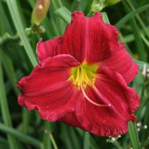 Hemerocallis Indy Rhapsody