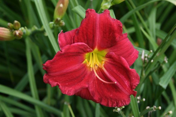 Hemerocallis Indy Rhapsody