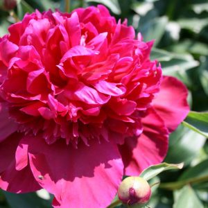 Paeonia  Inspecteur Lavergne