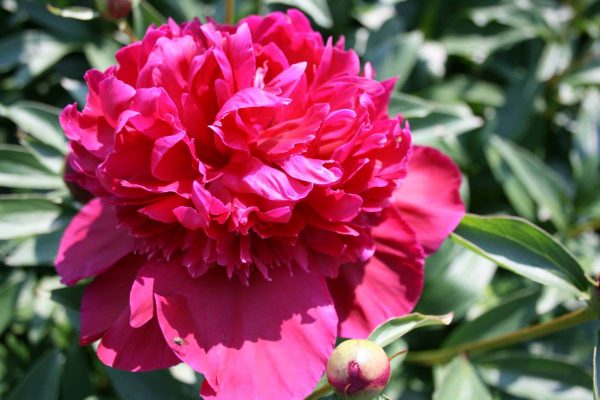 Paeonia  Inspecteur Lavergne