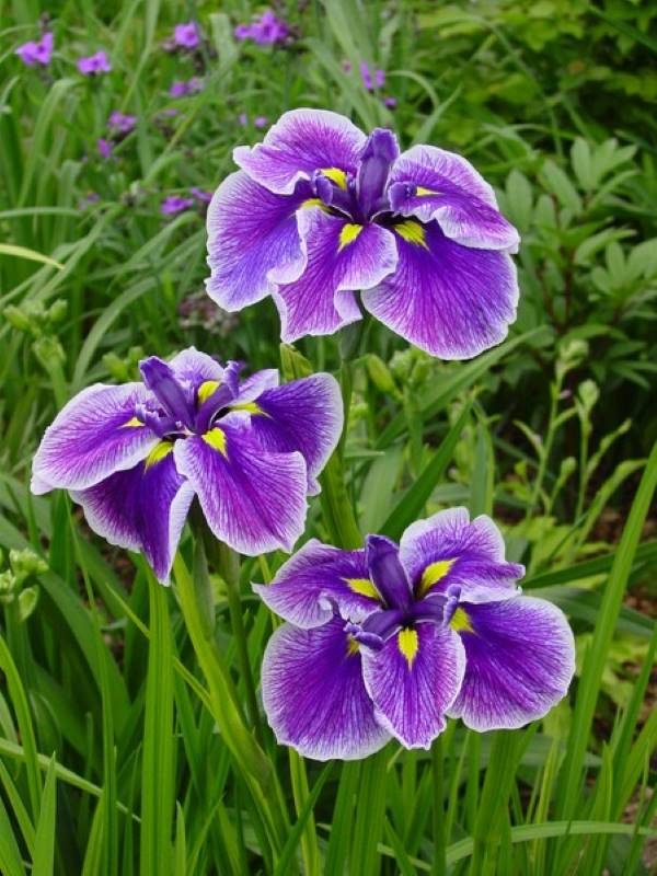 Iris ensata Chrystal Halo