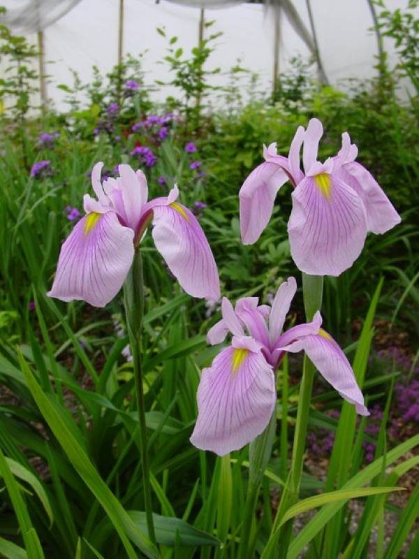 Iris ensata Darling