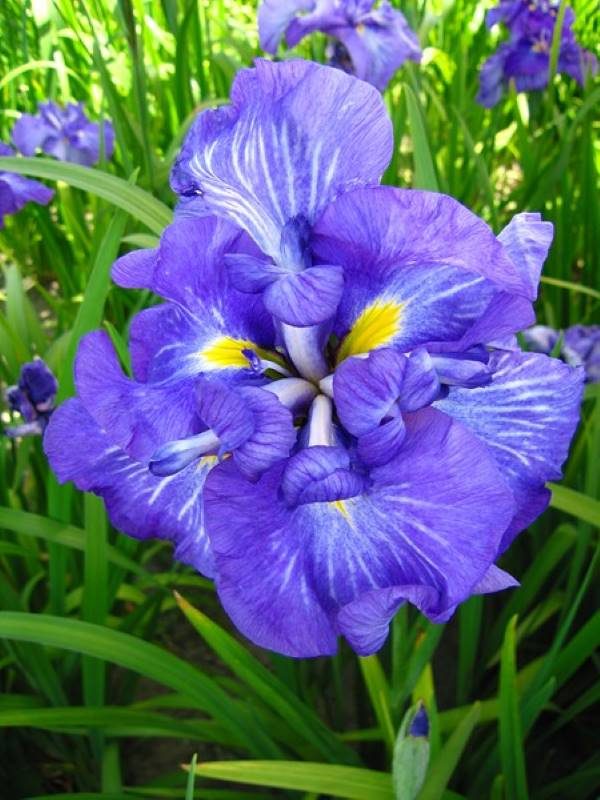 Iris ensata Electric Rays