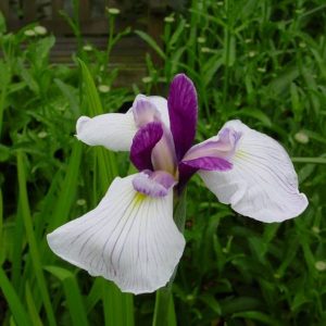 Iris ensata-hybrids