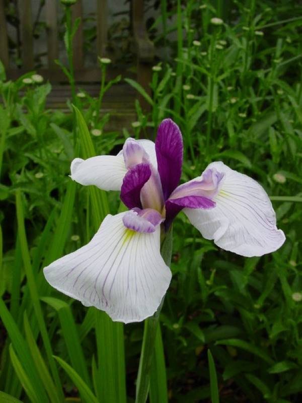 Iris ensata Fortune
