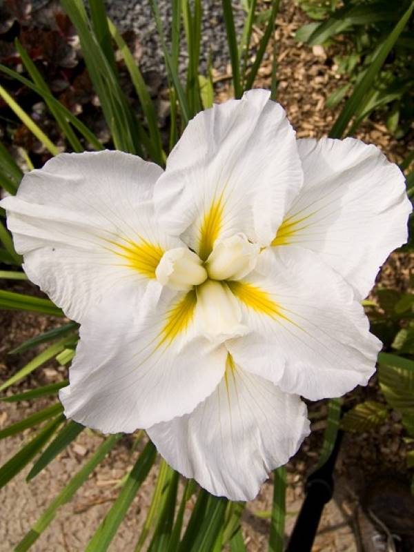 Iris ensata Gold Bound