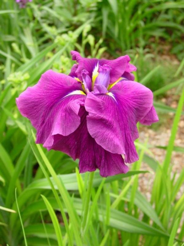 Iris ensata Good Omen