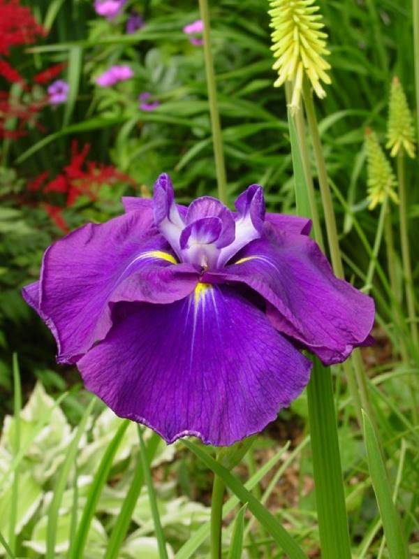 Iris ensata Loyalty