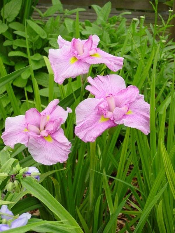 Iris ensata Momogasumi