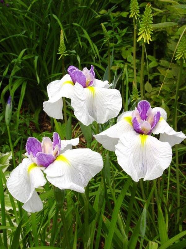Iris ensata Queen's Tiara