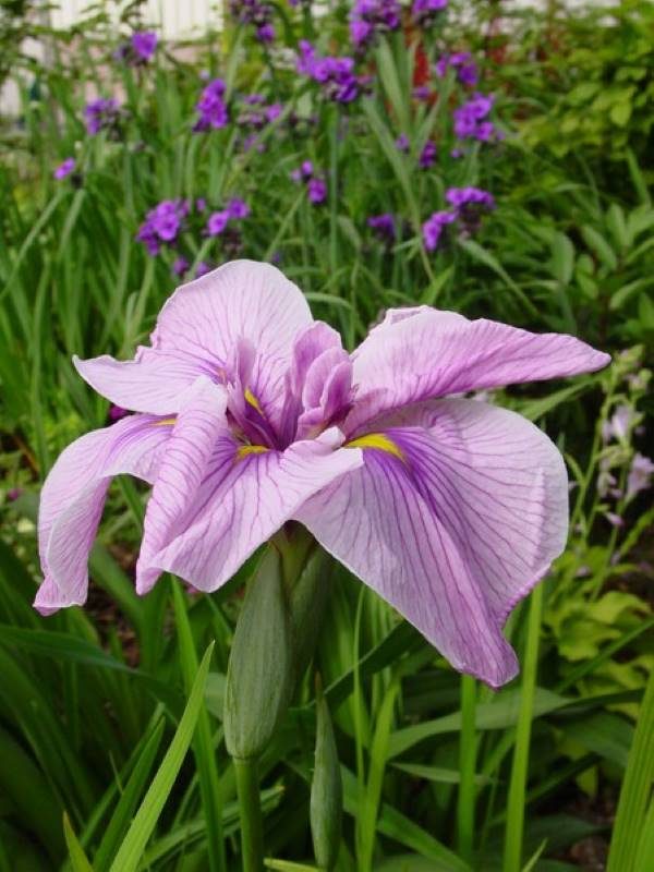 Iris ensata Rose Queen