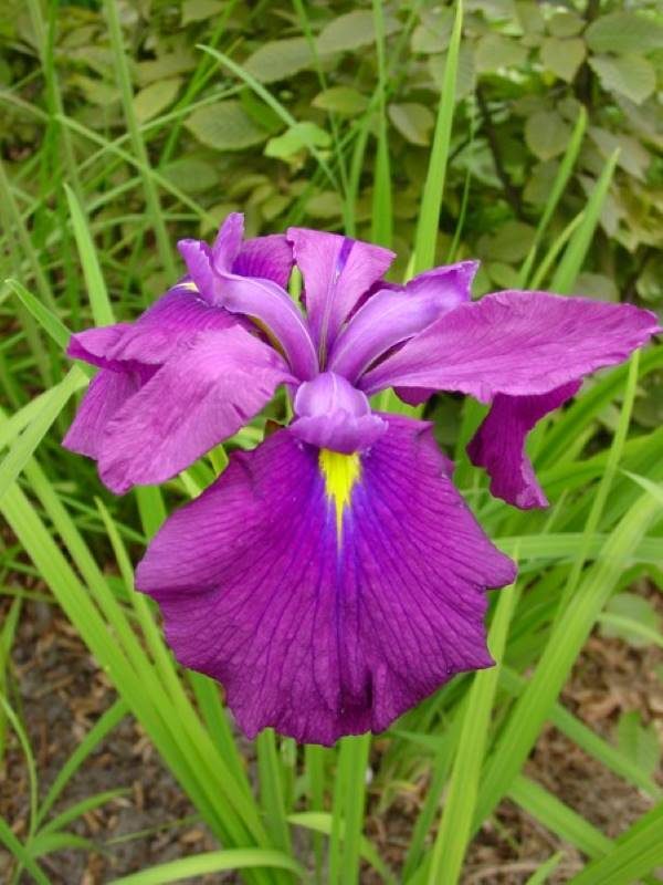 Iris ensata Royal Banner